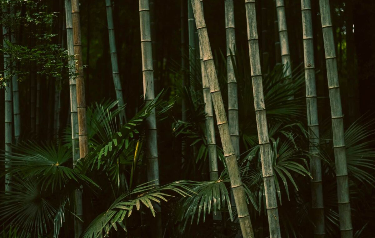 Bamboo 1
