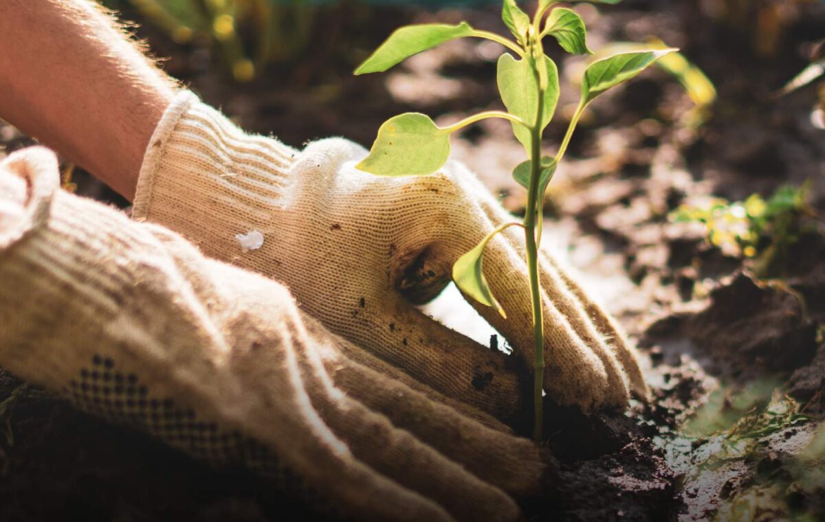 Foodpilot header