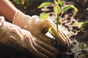 Foodpilot: Revolutionizing Agri-Food Sustainability