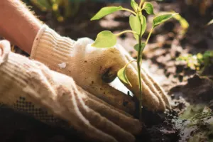 Foodpilot: Revolutionizing Agri-Food Sustainability