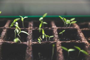 Seed Funding: How Frst Encourages Risk