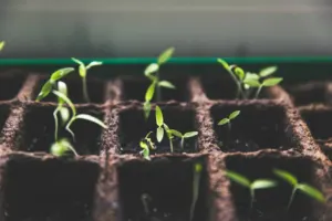 Seed Funding: How Frst Encourages Risk