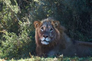 Animal Health Innovation Europe 2021