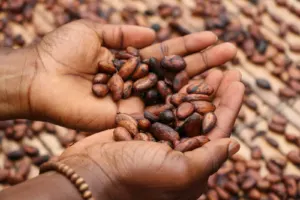 Greencovery raises €1M to turn cocoa waste back into food