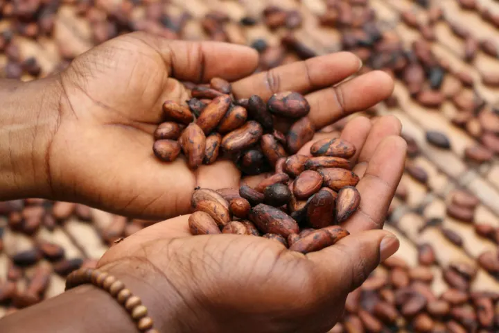 Greencovery raises €1M to turn cocoa waste back into food