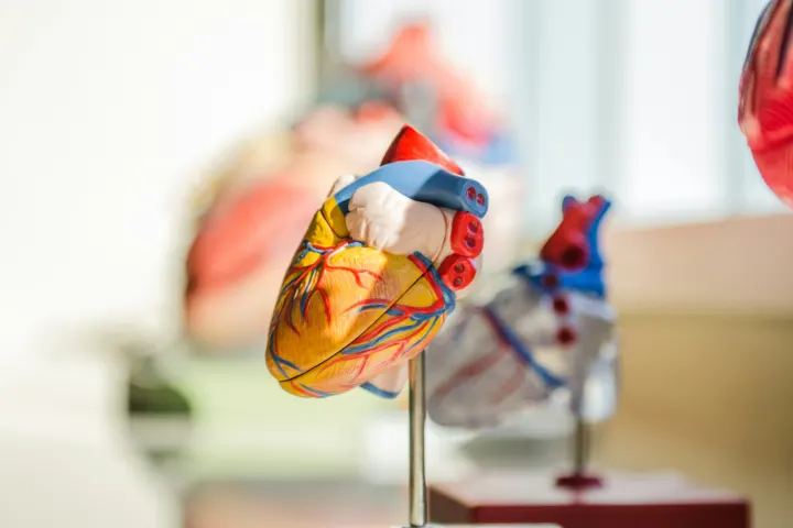 HighLife raises $90M+ to start US pivotal study for its mitral valve