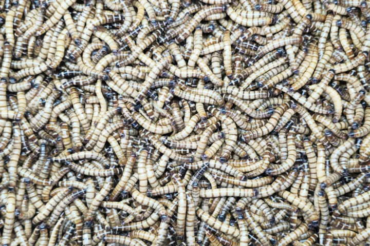 Volare raises €7.1M and opens its insect protein factory in Pori